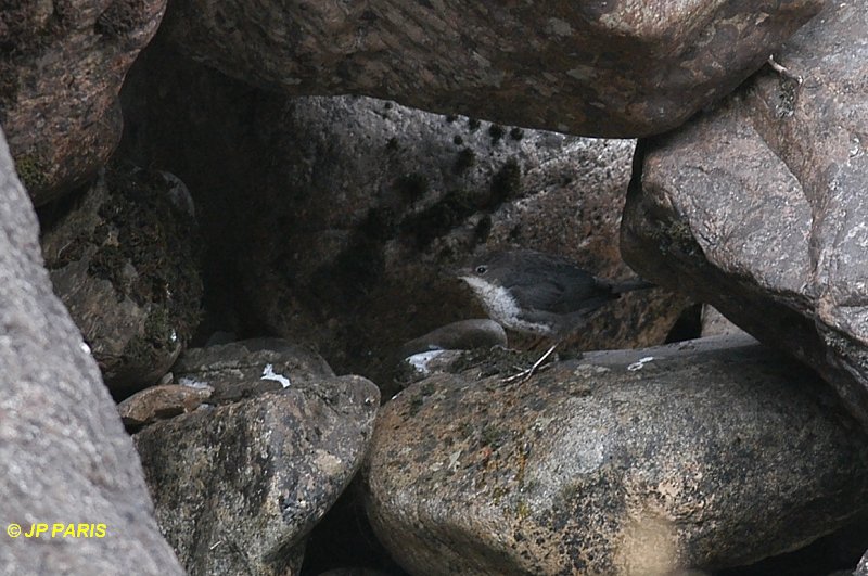 Cinclus cinclus